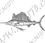 101/1088/Scrapbook design stamps and inscriptions-Maritime-Fish